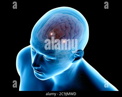 Amygdaloid body, computer illustration. Stock Photo