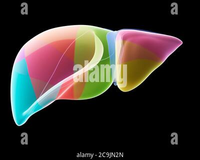 Anatomy illustration of human liver inside body. Xray. 3d illustration ...