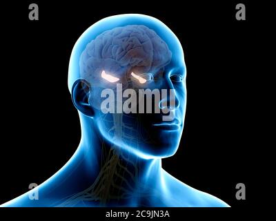 Hippocampus, computer illustration. Stock Photo