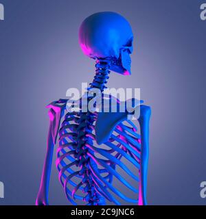 Upper body bones, computer illustration. Stock Photo