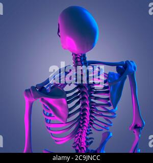 Upper body bones, computer illustration. Stock Photo