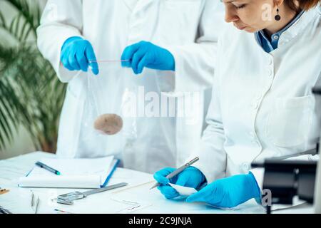 Male archaeologist putting ancient weight in a plastic bag, female archaeologist marking prehistoric artefact with serial number. Stock Photo