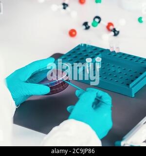 Microbiologist working in laboratory. Stock Photo