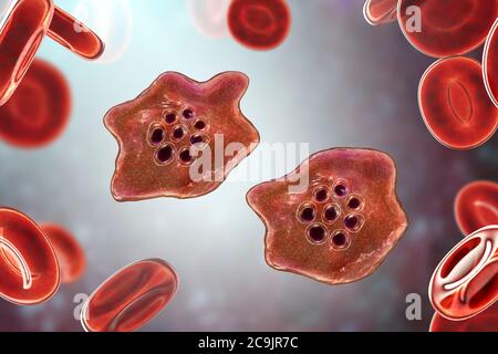 Plasmodium ovale protozoan inside red blood cells, computer illustration. P. ovale is the causative agent of benign tertian malaria, also known as ova Stock Photo
