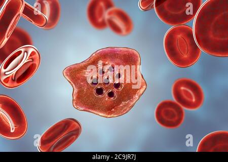 Plasmodium ovale protozoan inside red blood cells, computer illustration. P. ovale is the causative agent of benign tertian malaria, also known as ova Stock Photo