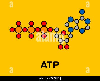 Adenosine triphosphate (ATP) molecule. Functions as neurotransmitter, RNA building block, energy transfer molecule, etc Stylized skeletal formula (che Stock Photo