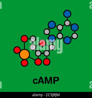 Cyclic adenosine monophosphate (cAMP) second messenger molecule. Atoms ...