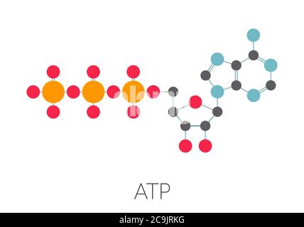 Adenosine triphosphate (ATP) molecule. Functions as neurotransmitter, RNA building block, energy transfer molecule, etc Stylized skeletal formula (che Stock Photo