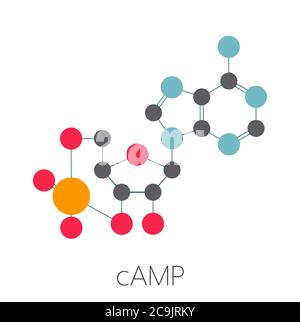 Cyclic adenosine monophosphate (cAMP) second messenger molecule. Plays ...