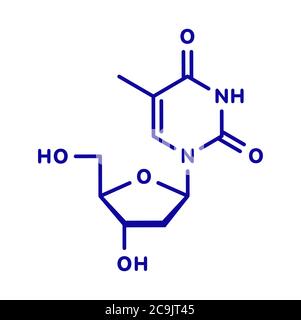 Thymidine (deoxythymidine) nucleoside molecule. DNA building block. Blue skeletal formula on white background. Stock Photo