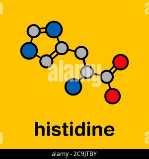 Histidine (l-histidine, his, H) amino acid molecule. Stylized skeletal formula (chemical structure). Atoms are shown as color-coded circles with thick Stock Photo