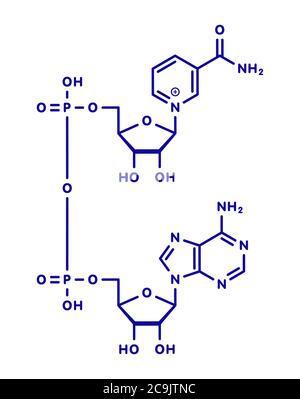 Nicotinamide adenine dinucleotide (NAD+) coenzyme molecule. Important coenzyme in many redox reactions. Blue skeletal formula on white background. Stock Photo