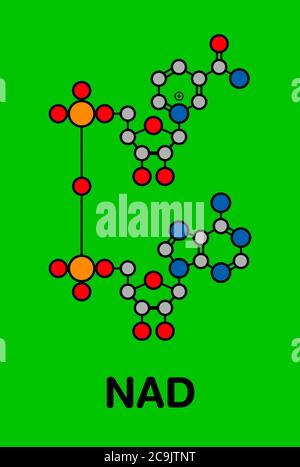 Nicotinamide adenine dinucleotide (NAD+) coenzyme molecule. Important coenzyme in many redox reactions. Stylized skeletal formula (chemical structure) Stock Photo