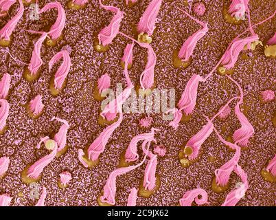 Inner ear sensory cells. Coloured scanning electron micrograph (SEM) of bundles of cilia (hair cells, pink) situated in the macula utriculi within the Stock Photo