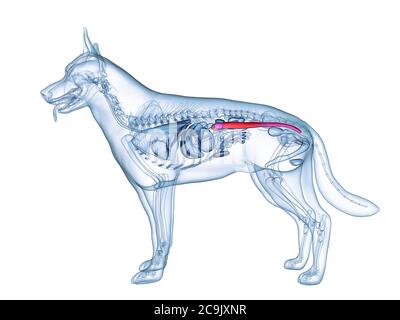 Illustration of digestive system of the dog anatomy Stock Vector Image ...