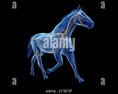 Horse nervous system, computer illustration. Stock Photo