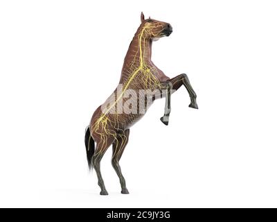 Horse nervous system, computer illustration. Stock Photo