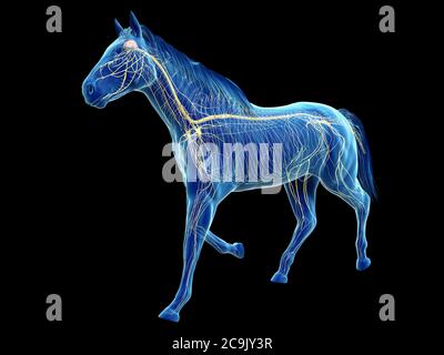 Horse nervous system, computer illustration. Stock Photo