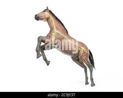 Horse nervous system, computer illustration. Stock Photo