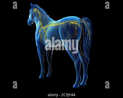 Horse nervous system, computer illustration. Stock Photo