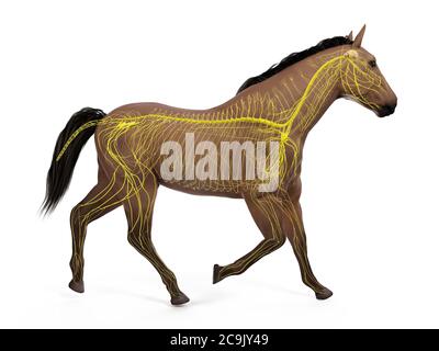 Horse nervous system, computer illustration. Stock Photo