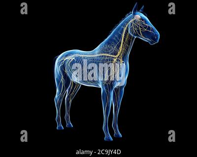 Horse nervous system, computer illustration. Stock Photo