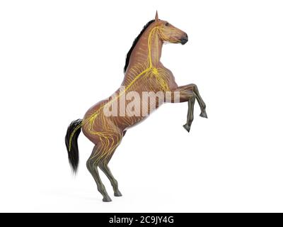 Horse nervous system, computer illustration. Stock Photo