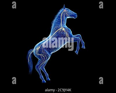 Horse nervous system, computer illustration. Stock Photo