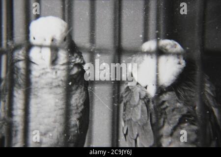 Fine 1970s vintage black and white photography of birds in cages in Florida. Stock Photo