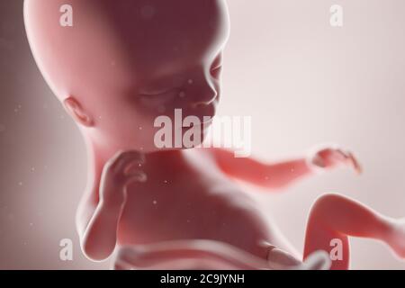 Human foetus, week 14, illustration. Stock Photo