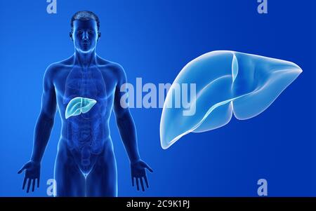 Illustration of male liver Stock Photo - Alamy
