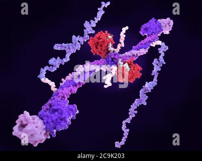 Molecular model of the enzyme thrombin (red) bound to the central nodule of the blood clotting glycoprotein fibrinogen (factor I). Fibrinogen, which i Stock Photo