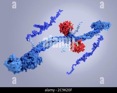 Molecular model of the enzyme thrombin (red) bound to the central nodule of the blood clotting glycoprotein fibrinogen (factor I). Fibrinogen, which i Stock Photo