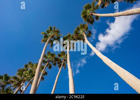 View of a cluster of tall palm trees against a clear blue sky in a park. Stock Photo