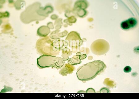 Bacterial colonies on agar plate Stock Photo - Alamy