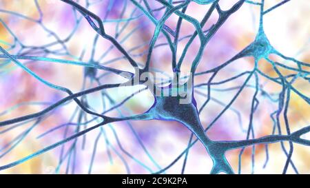 Pyramidal neurons (nerve cells) of human brain temporal cortex ...