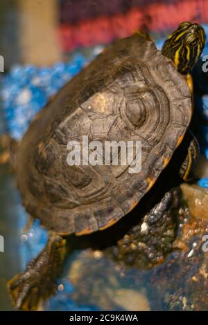 Mississippi turtle carapace tortoise Stock Photo