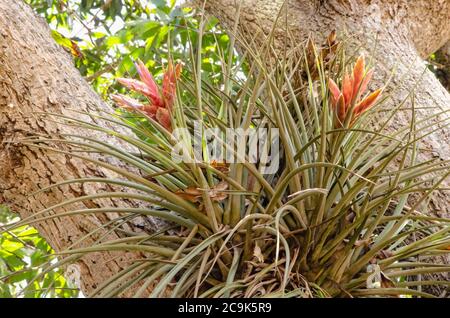 Wild pine plant that is blooming lavender flowers in pink petaloids inflorescence grows on the branch of a mango tree. Stock Photo