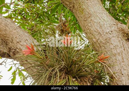 A large culster of wild pine growing on a branch, of a mango tree is blooming orange colored flowers. Stock Photo