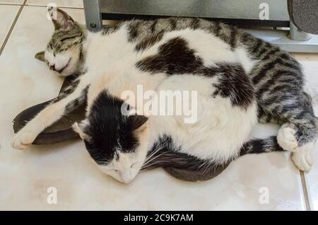 Two Cats Species Sleeping Together Stock Photo