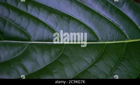Close up of leaves in the morning Stock Photo