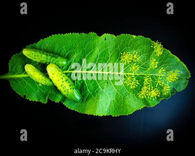 Vegetables cucumbers with horseradish leaf on a black background. Stock Photo