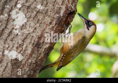 Green woodpecker male (Picus viridis) in front of its nest Stock Photo