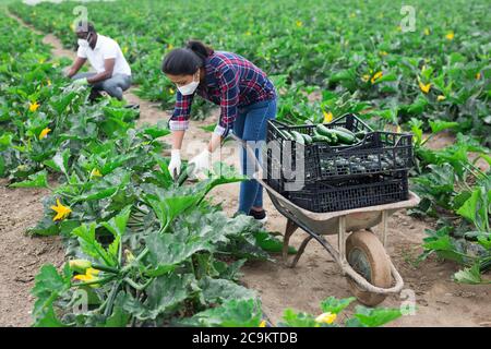 International team of farm workers wearing medical face masks harvesting zucchini. Concept of work in context of coronavirus pandemic Stock Photo