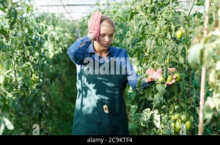 Confused woman gardener checking growing tomatoes in glasshouse Stock Photo