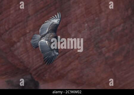 A California condor (Gymnogyps californianus) in flight. This fledgling is the 1000th condor hatched in the conservation effort. Stock Photo