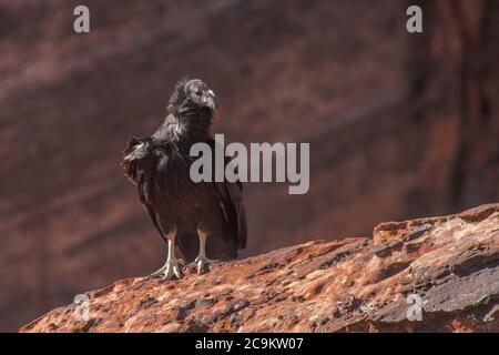 A juvenile California condor (Gymnogyps californianus) from Zion National Park, this is the 1000th condor chick hatched in the recovery effort. Stock Photo