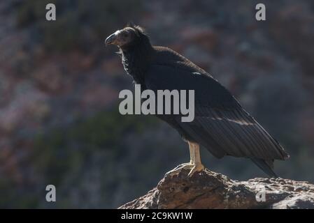 A juvenile California condor (Gymnogyps californianus) from Zion National Park, this is the 1000th condor chick hatched in the recovery effort. Stock Photo