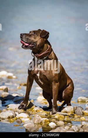 Pit Bull-mix sitting at the river