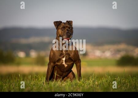 Portrait of a Pit Bull-mix dog in the evening sun